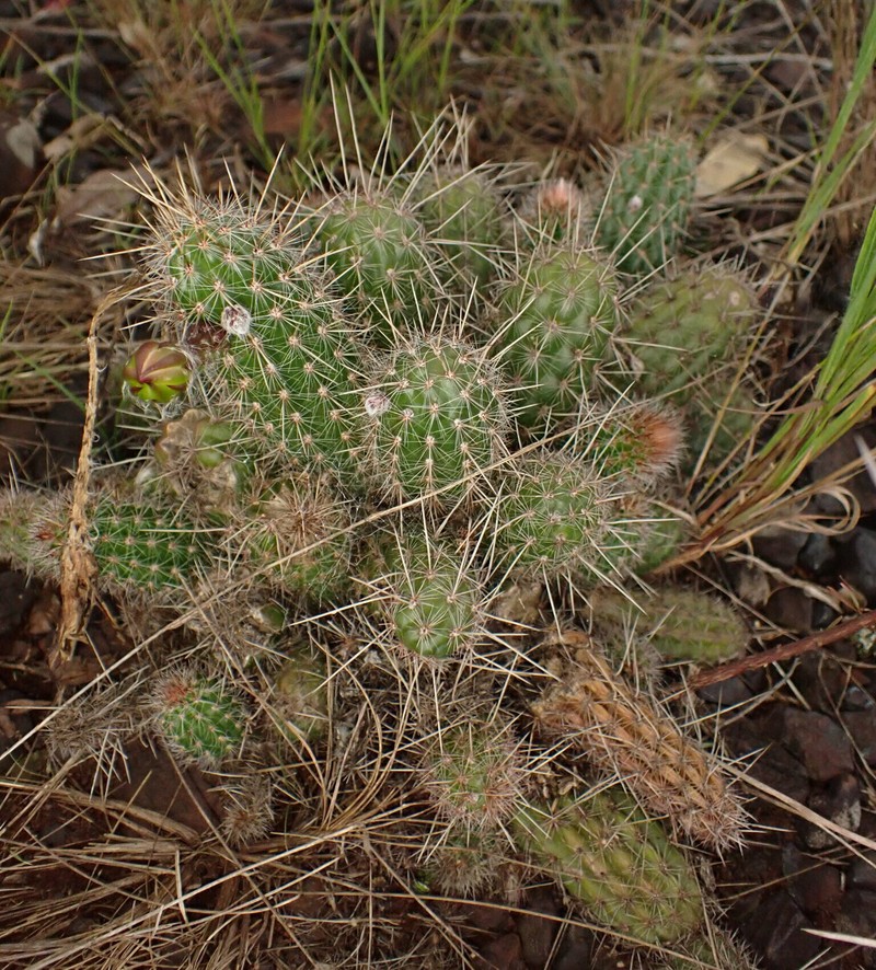Arthrocereus glaziovii photo 3