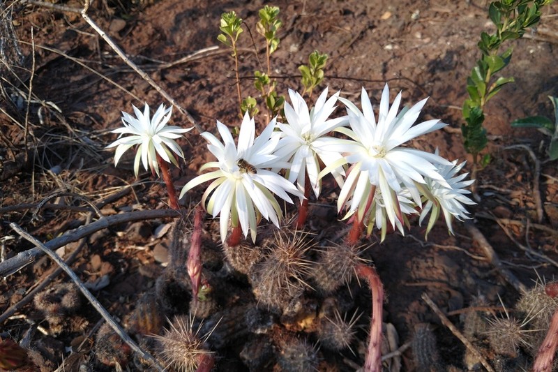Arthrocereus glaziovii photo 5