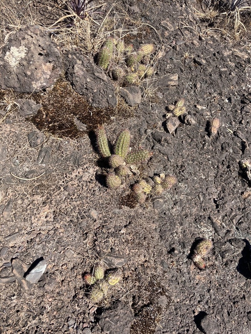 Arthrocereus glaziovii photo 6