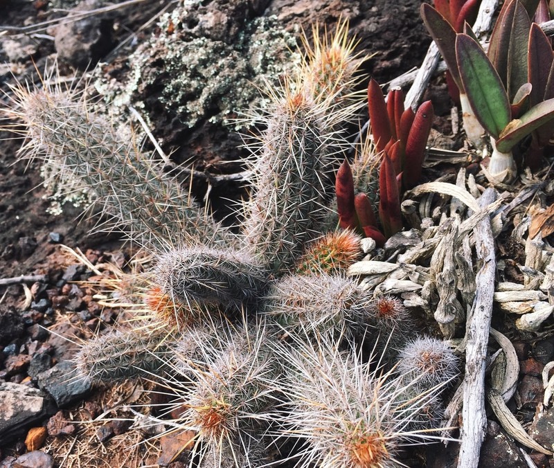 Arthrocereus glaziovii photo 7