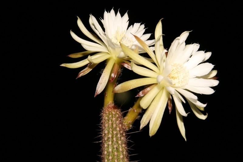 Arthrocereus melanurus