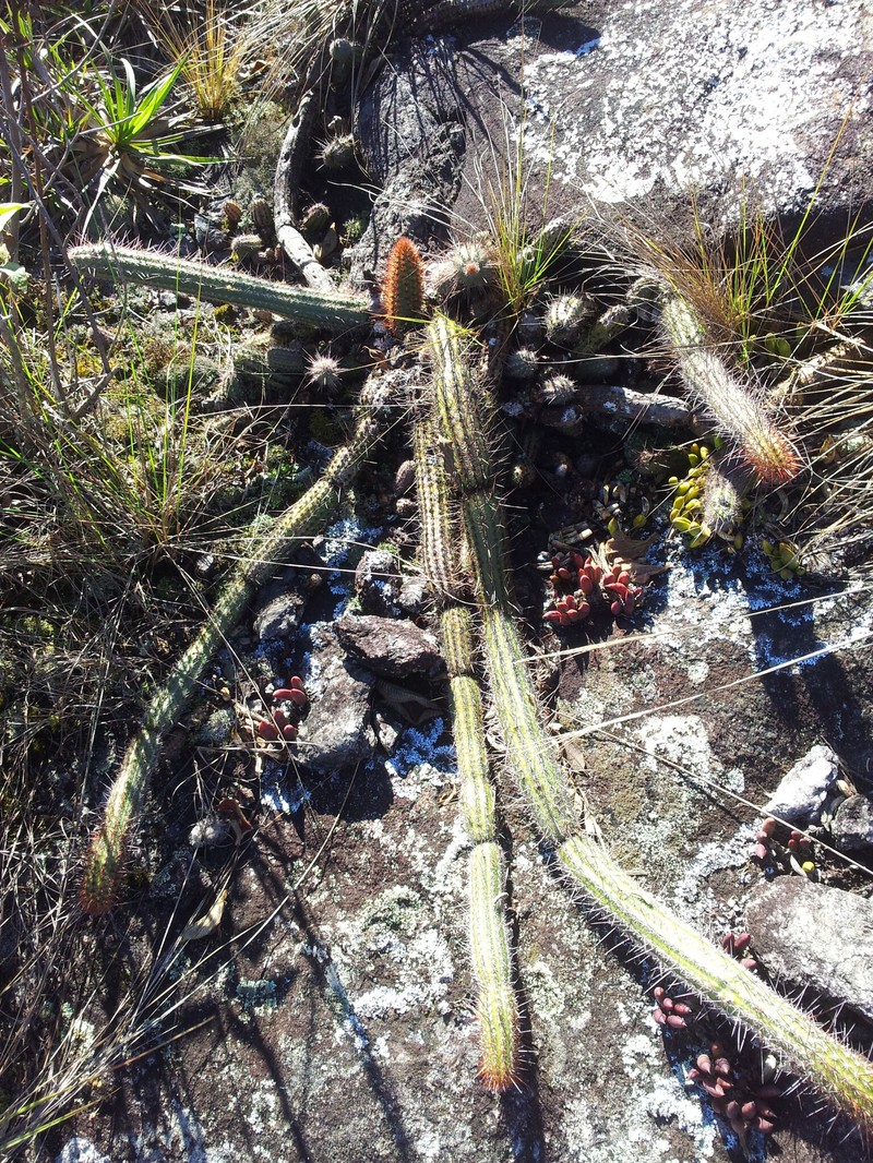 Arthrocereus melanurus photo 2
