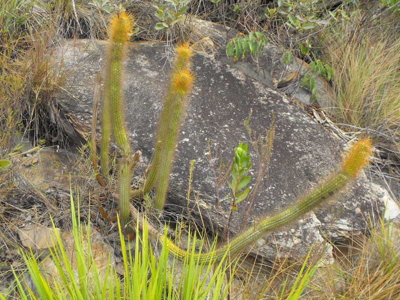 Arthrocereus melanurus photo 3
