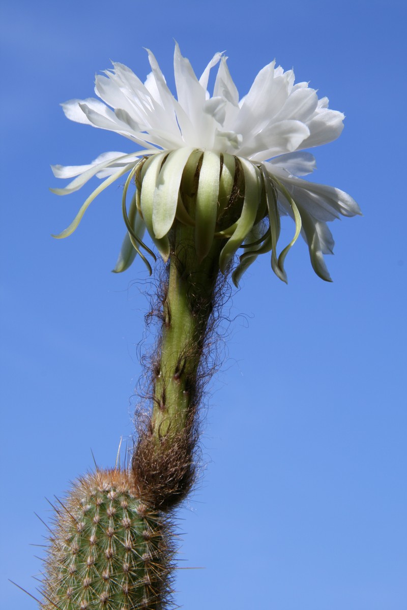 Arthrocereus melanurus photo 4