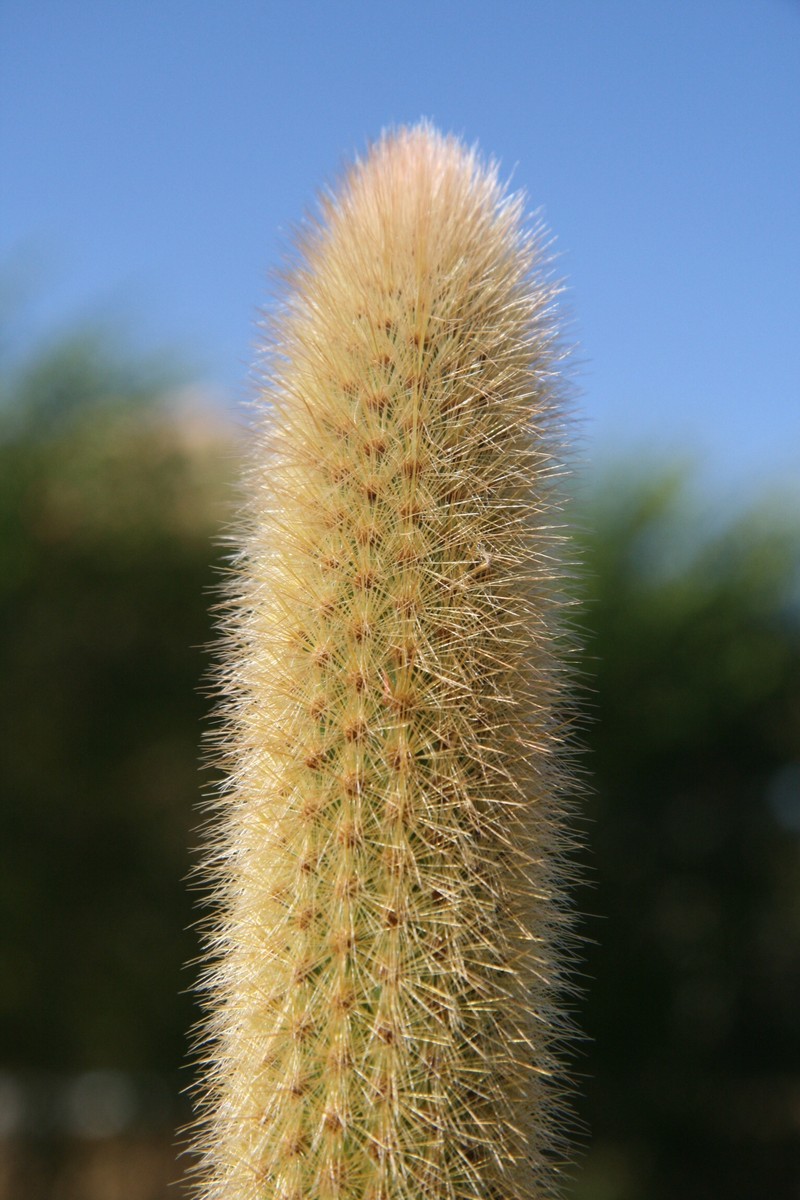 Arthrocereus melanurus photo 5