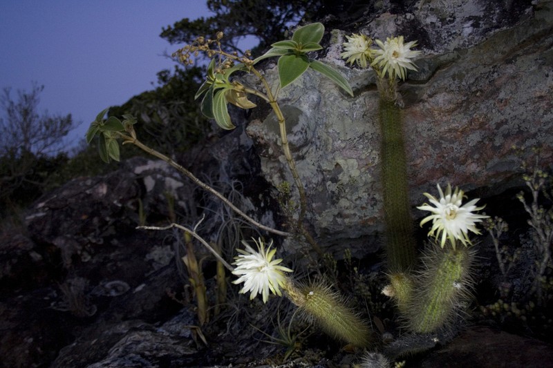 Arthrocereus melanurus photo 6