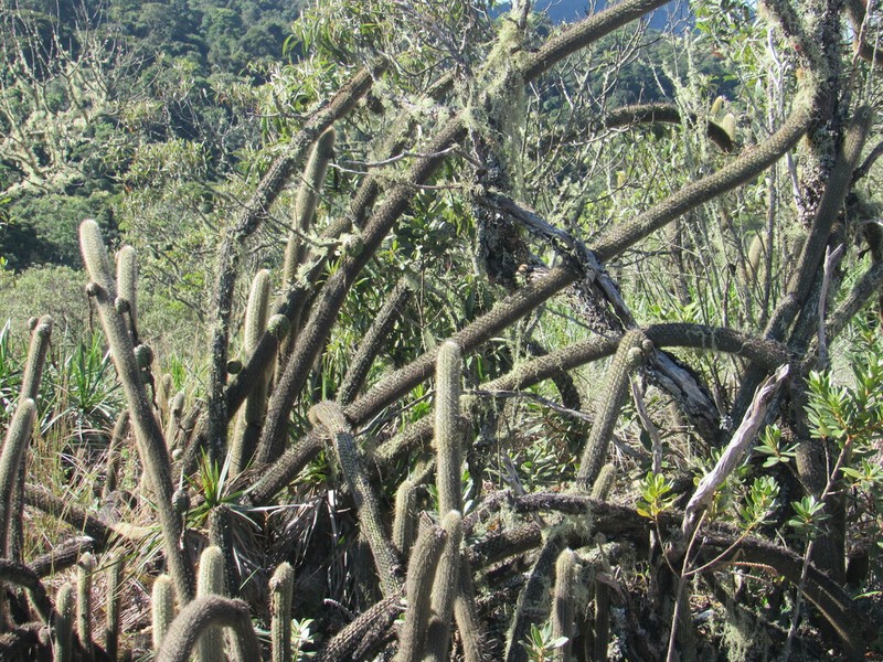 Arthrocereus melanurus photo 7