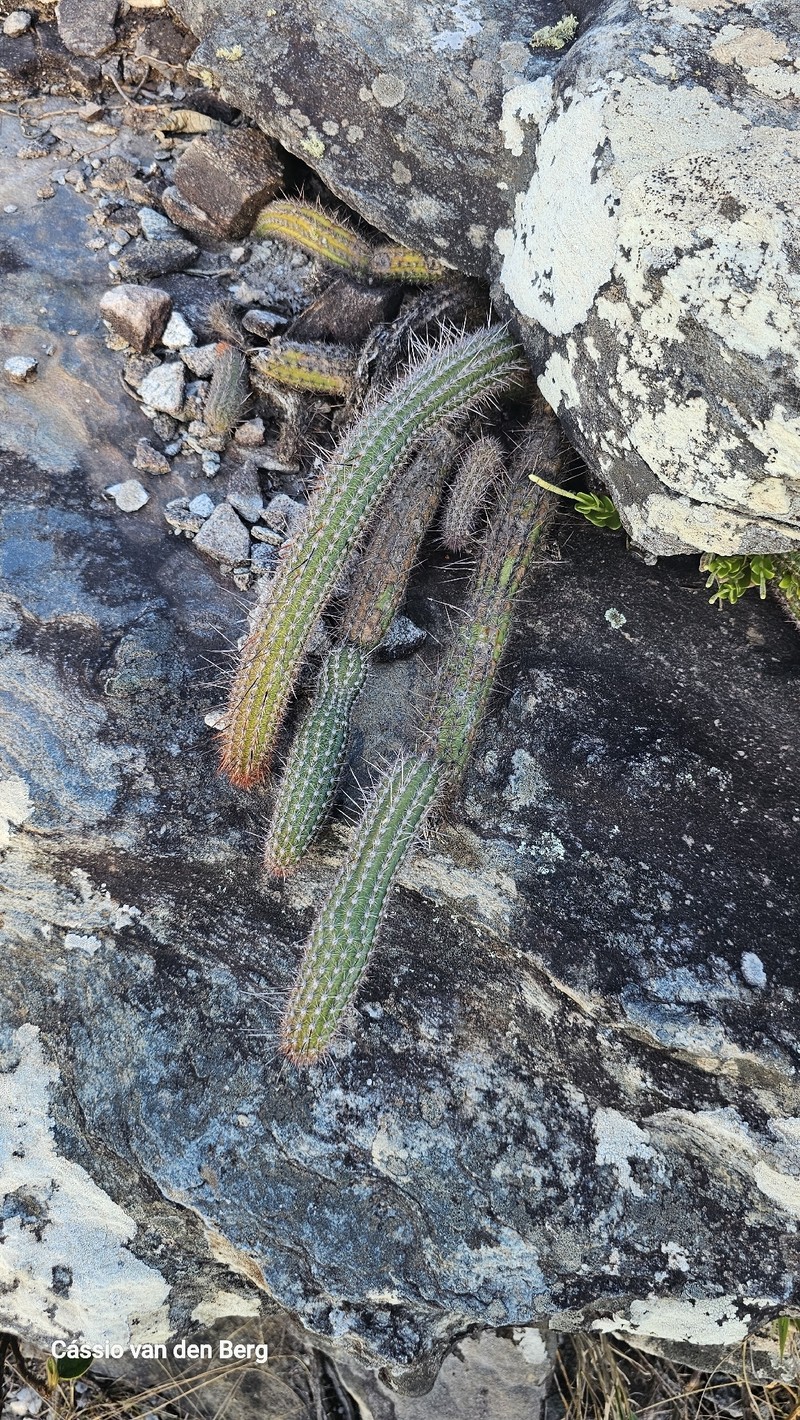 Arthrocereus melanurus subsp. melanurus