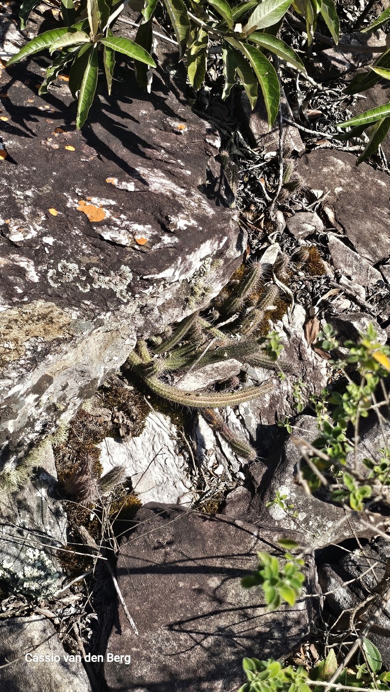 Arthrocereus melanurus subsp. melanurus photo 2