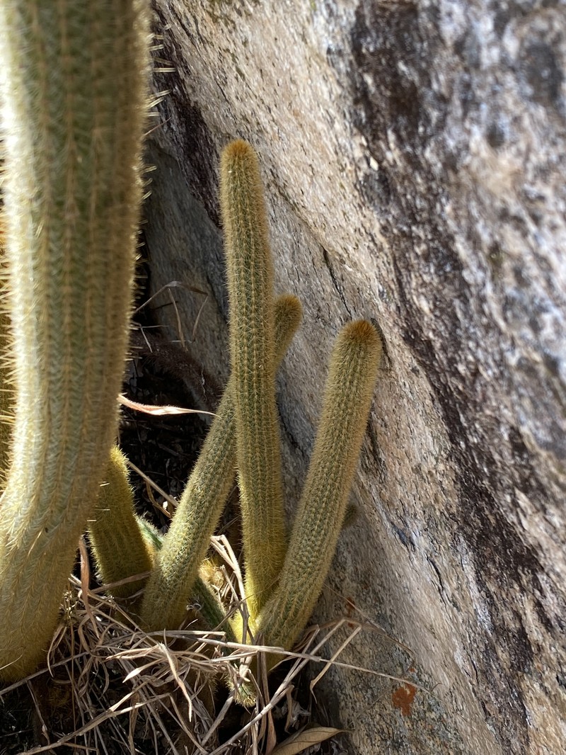 Arthrocereus melanurus subsp. melanurus photo 4