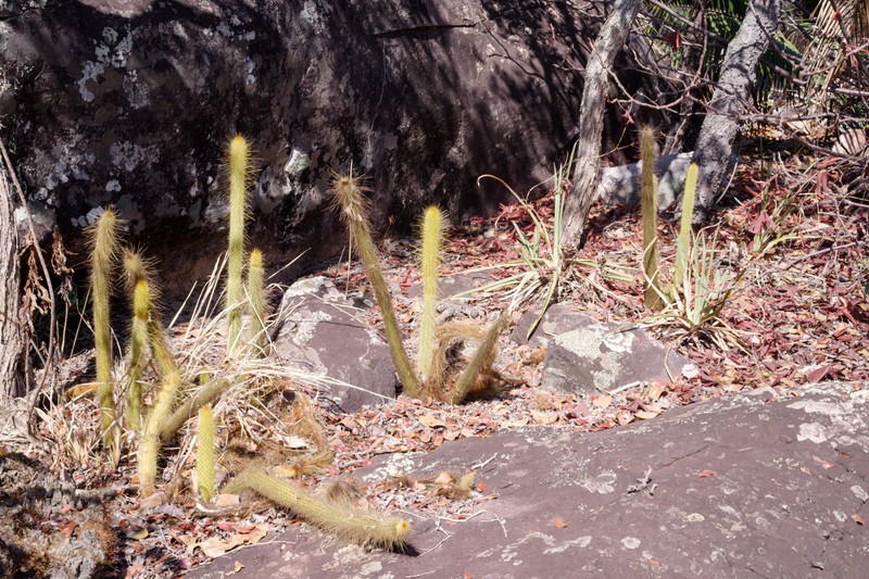 Arthrocereus rondonianus photo 7