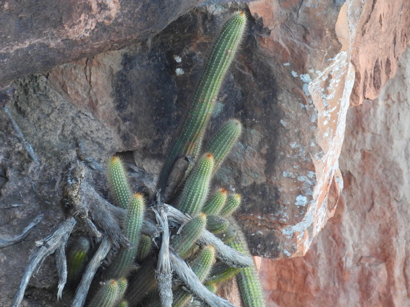 Arthrocereus spinosissimus photo 3