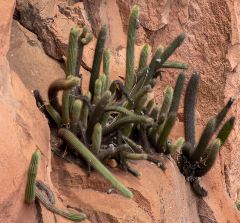 Arthrocereus spinosissimus photo 4
