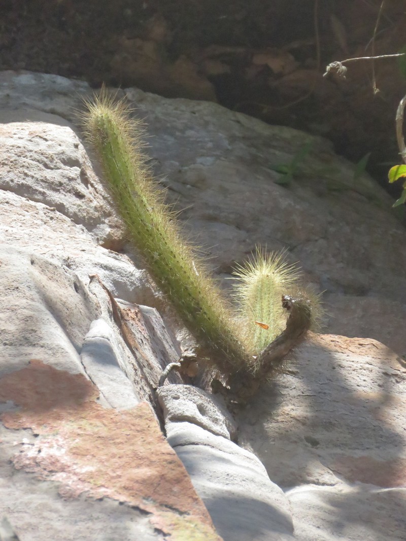 Arthrocereus spinosissimus photo 5