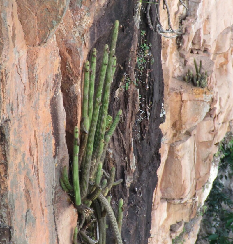 Arthrocereus spinosissimus photo 6
