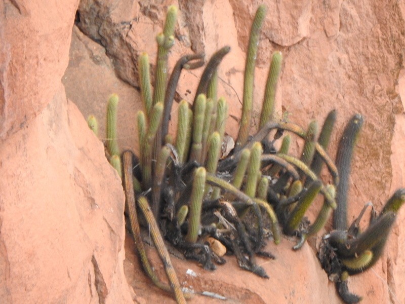 Arthrocereus spinosissimus photo 7