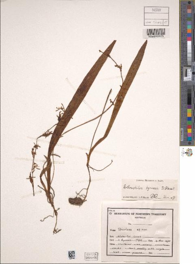 Arthrochilus byrnesii