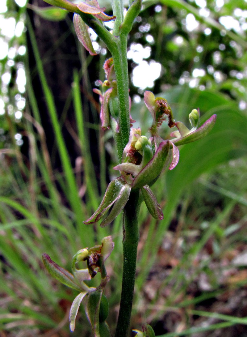 Arthrochilus dockrillii