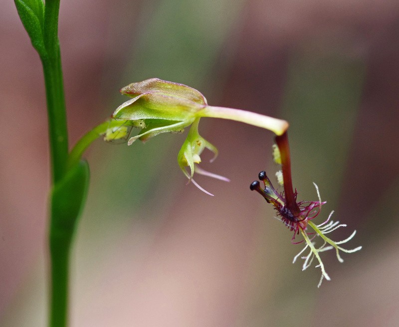 Arthrochilus huntianus