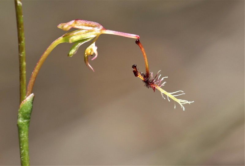 Arthrochilus huntianus photo 2