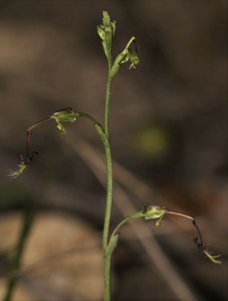 Arthrochilus huntianus photo 3