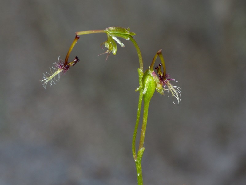Arthrochilus huntianus photo 5