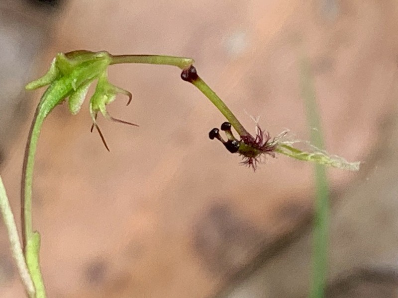 Arthrochilus huntianus photo 6