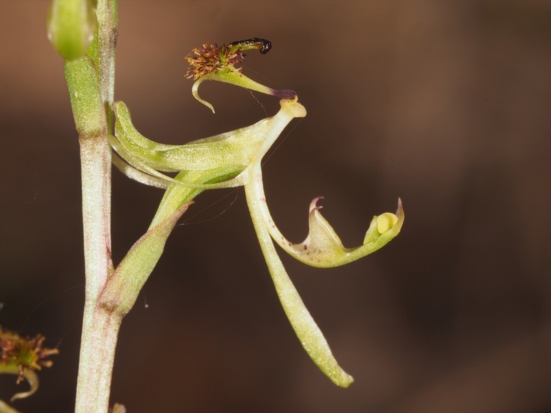 Arthrochilus irritabilis photo 2