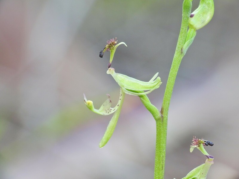 Arthrochilus irritabilis photo 3
