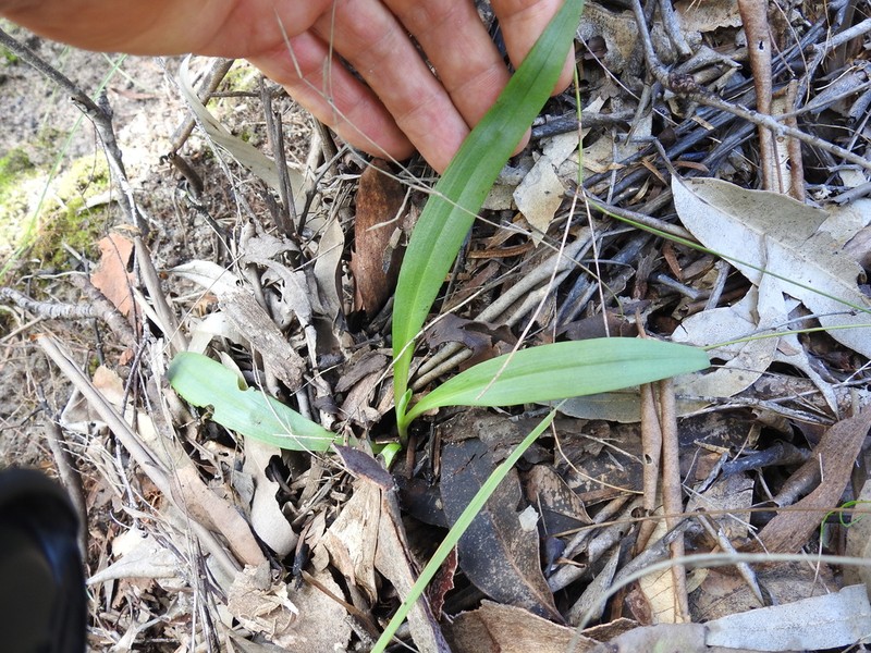 Arthrochilus irritabilis photo 4