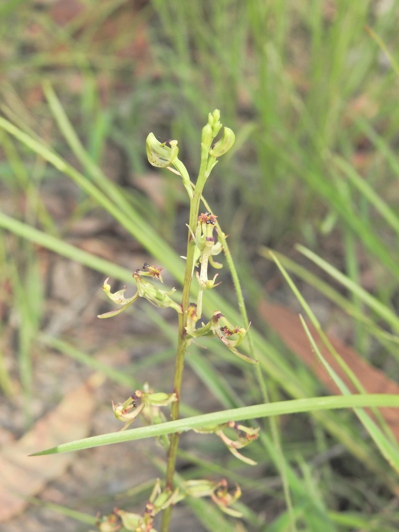 Arthrochilus irritabilis photo 5
