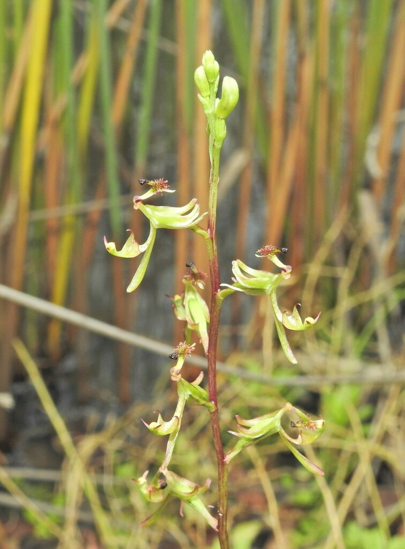 Arthrochilus irritabilis photo 6