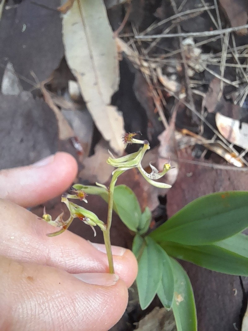 Arthrochilus irritabilis photo 7