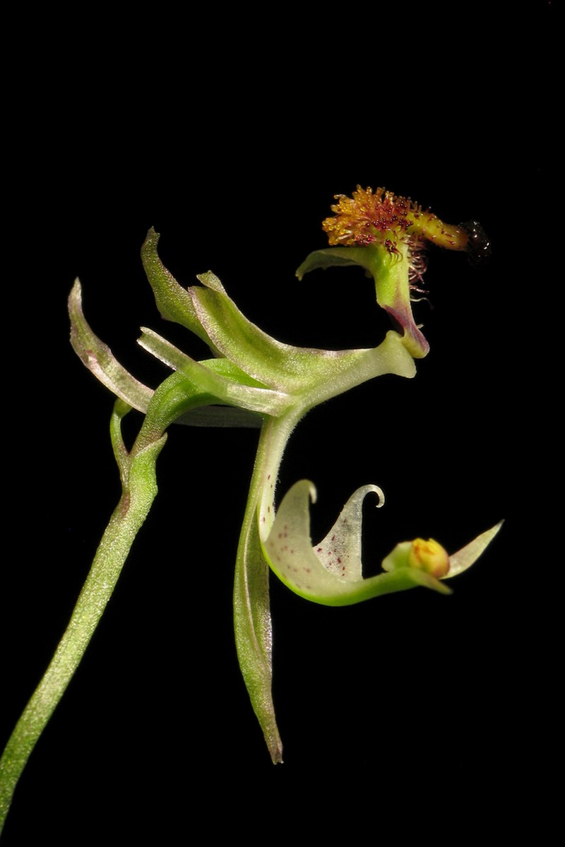 Arthrochilus latipes photo 2