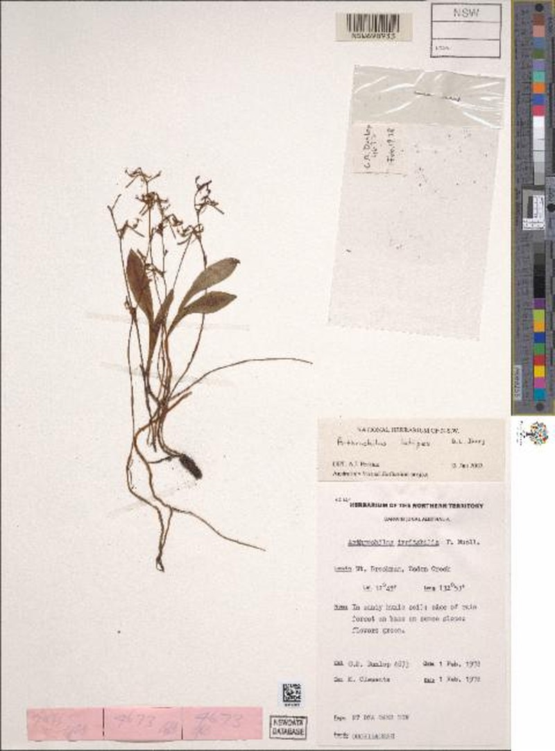 Arthrochilus latipes photo 3