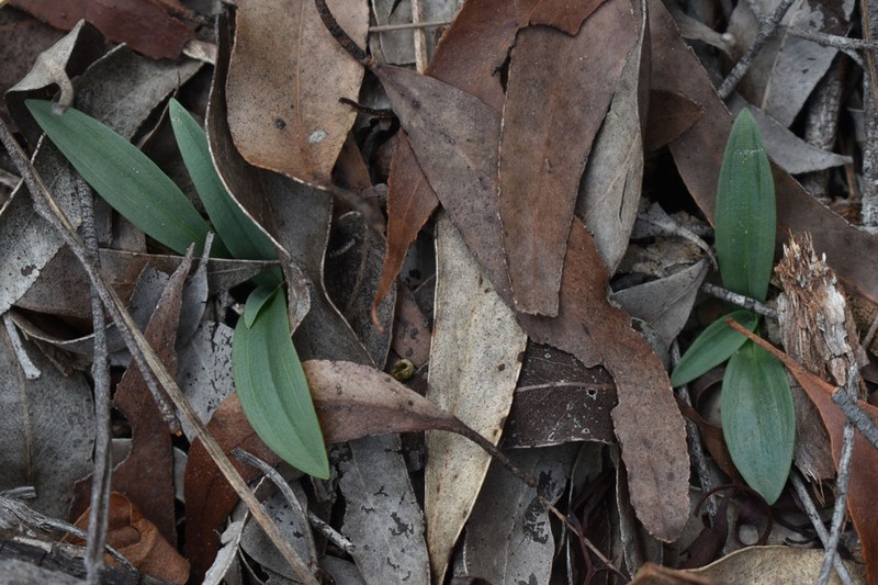 Arthrochilus oreophilus photo 3