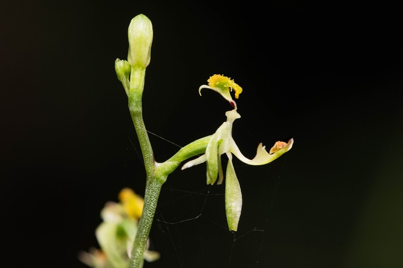 Arthrochilus oreophilus photo 4