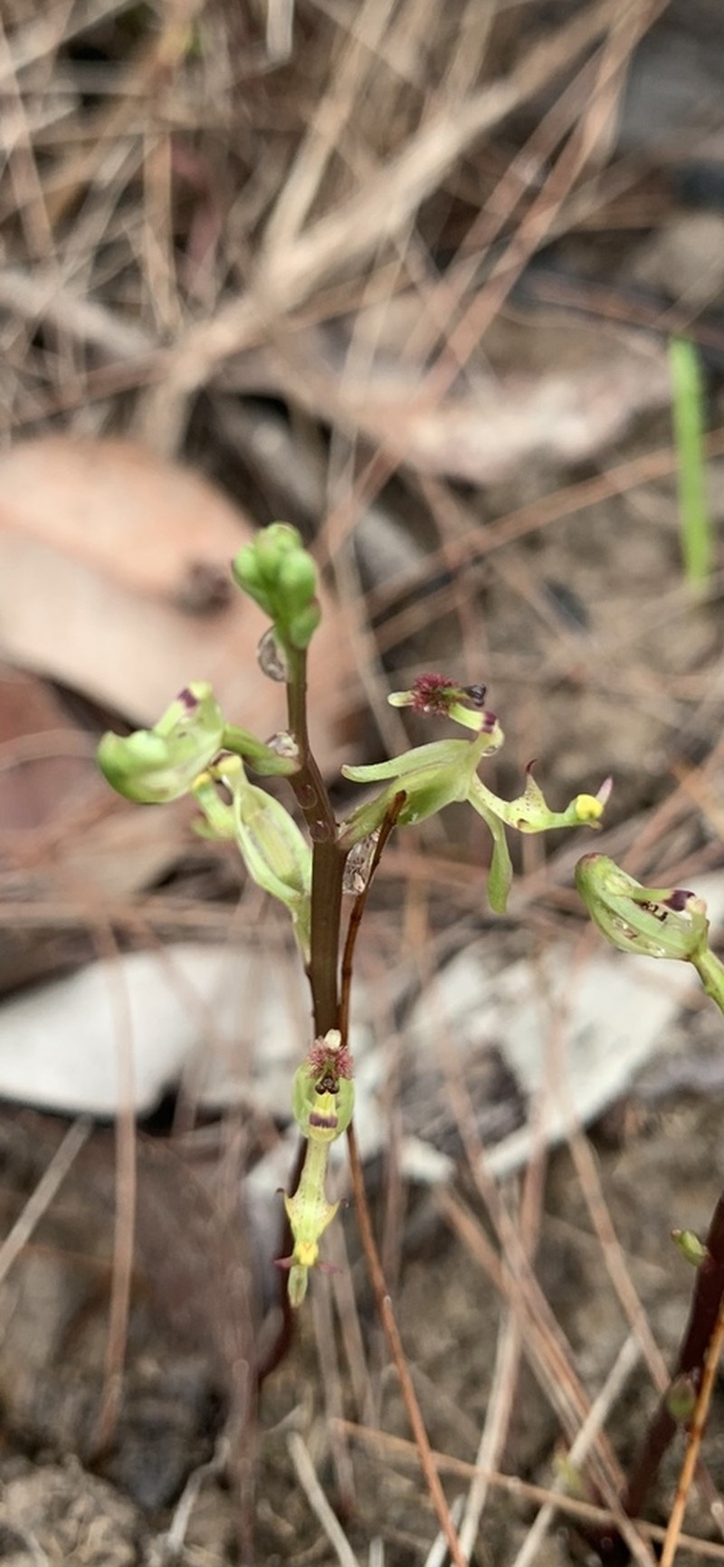 Arthrochilus oreophilus
