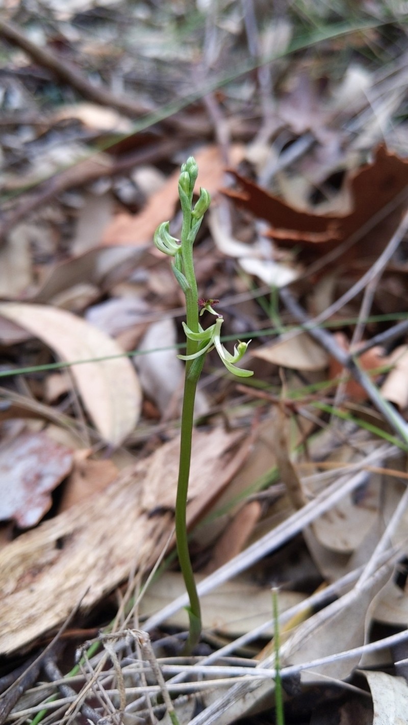 Arthrochilus prolixus