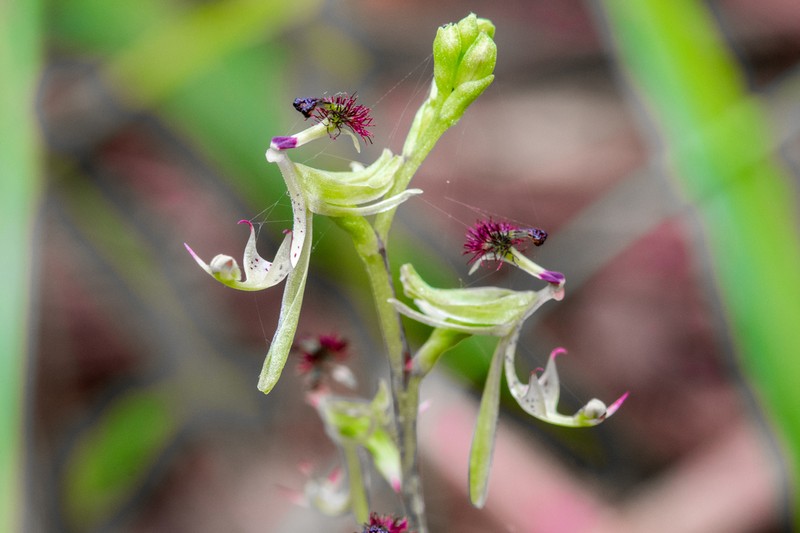 Arthrochilus prolixus photo 2