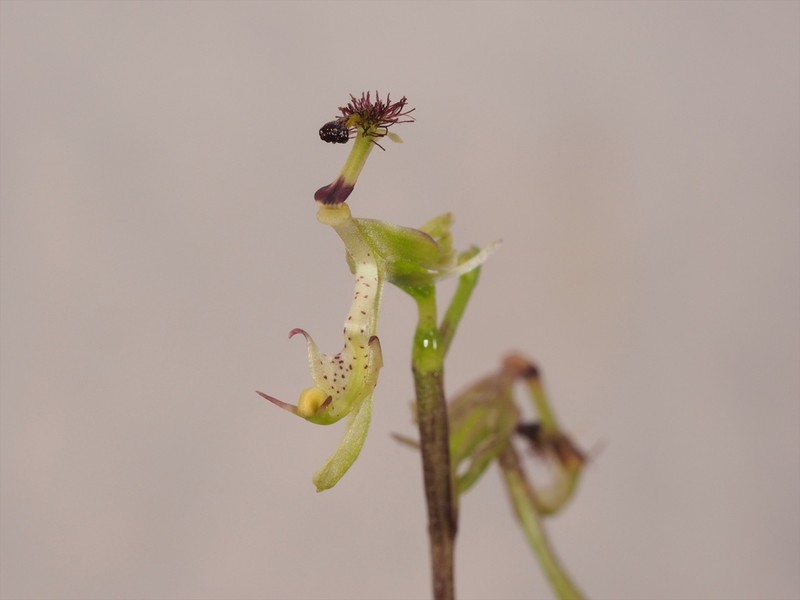 Arthrochilus prolixus photo 3