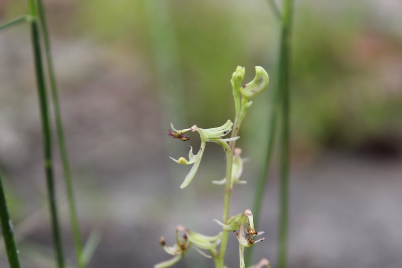 Arthrochilus prolixus photo 4