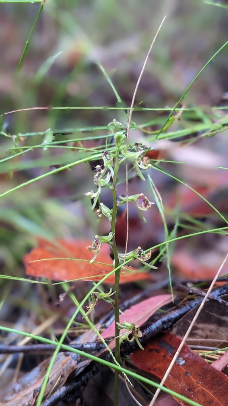 Arthrochilus prolixus photo 5
