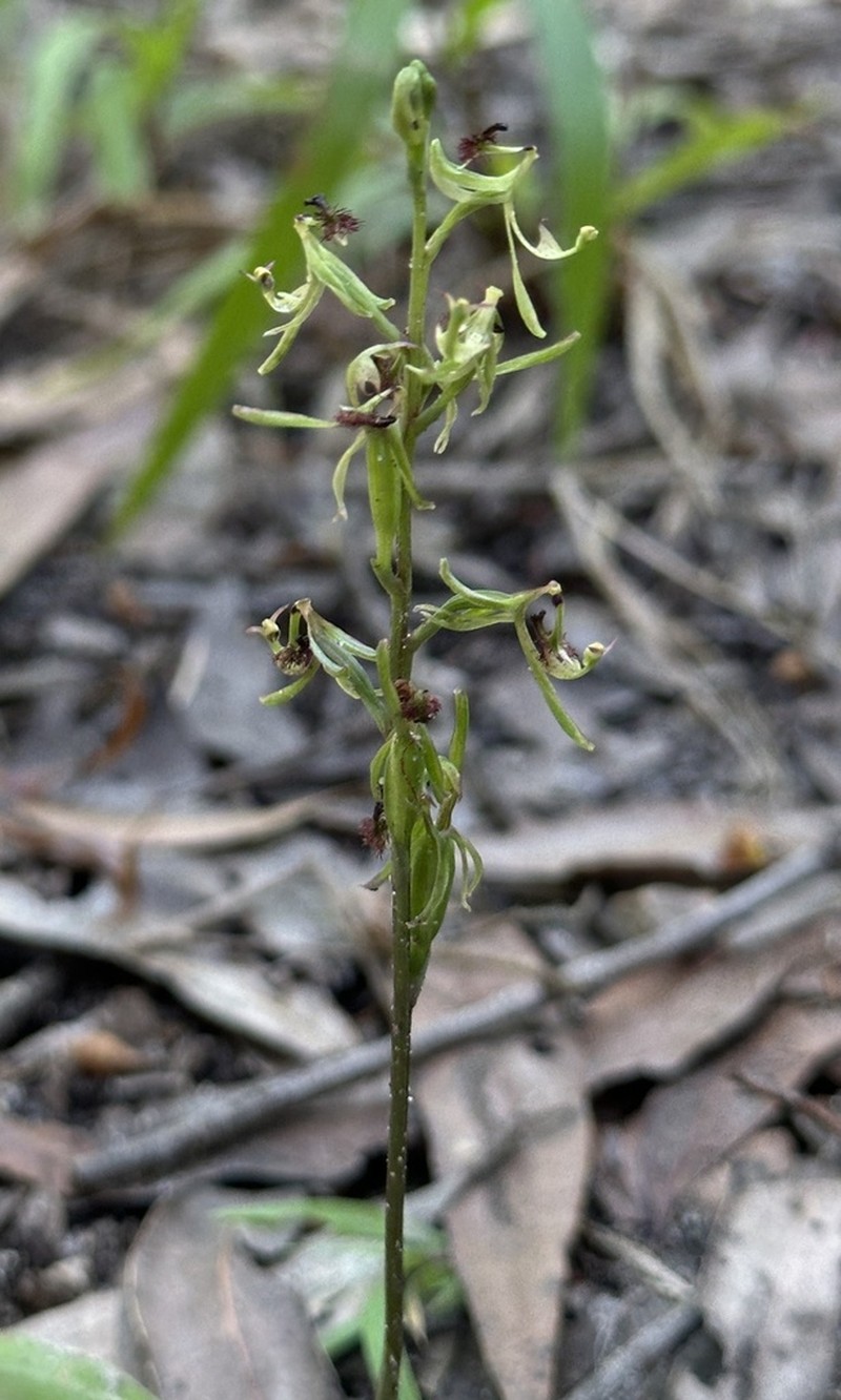 Arthrochilus prolixus photo 6