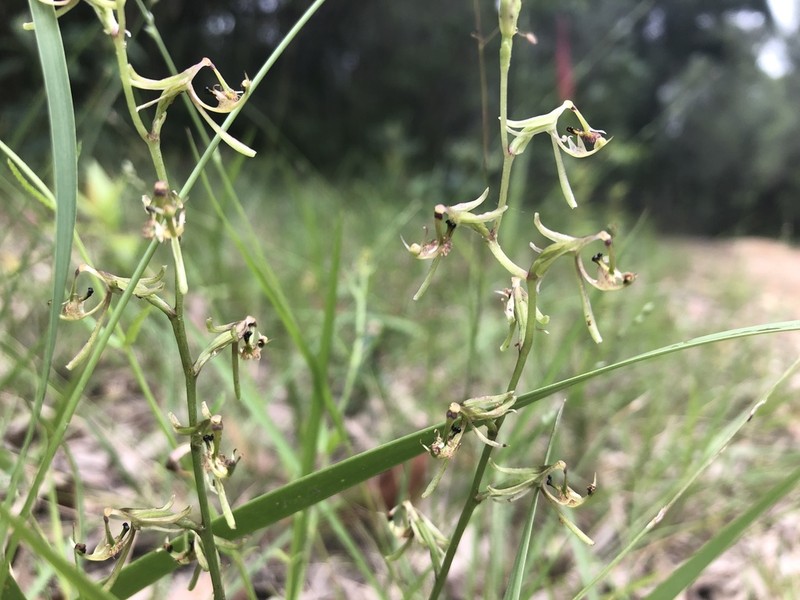 Arthrochilus prolixus photo 7