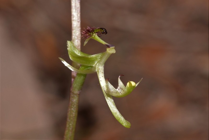 Arthrochilus prolixus photo 8