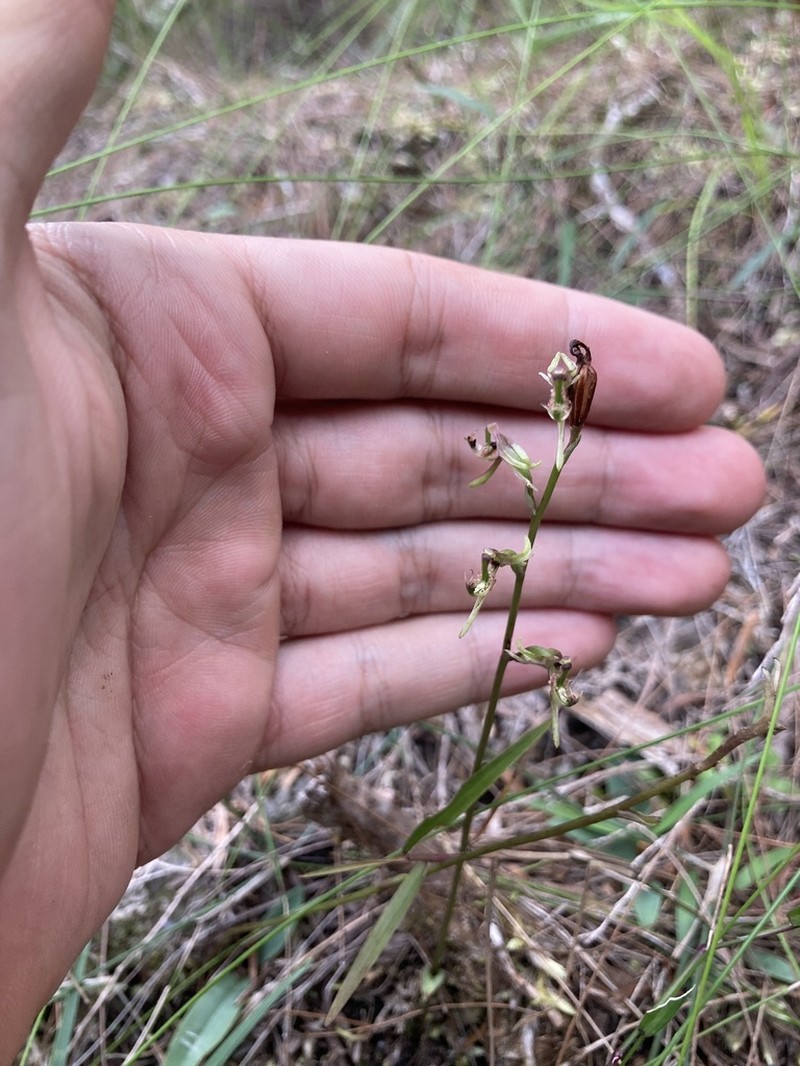 Arthrochilus stenophyllus photo 3