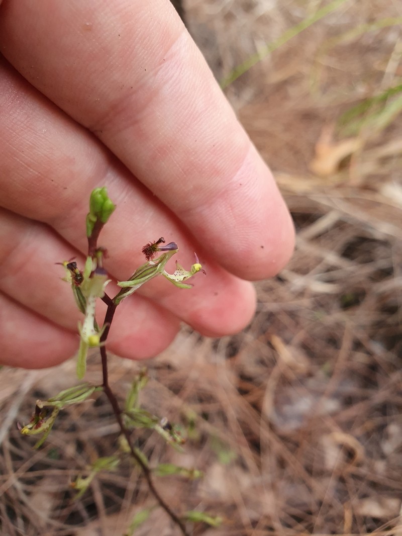 Arthrochilus stenophyllus photo 2