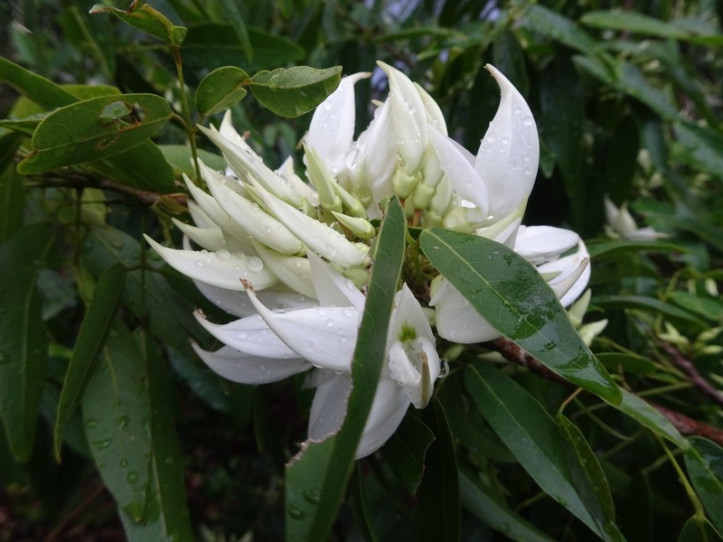 Arthroclianthus angustifolius
