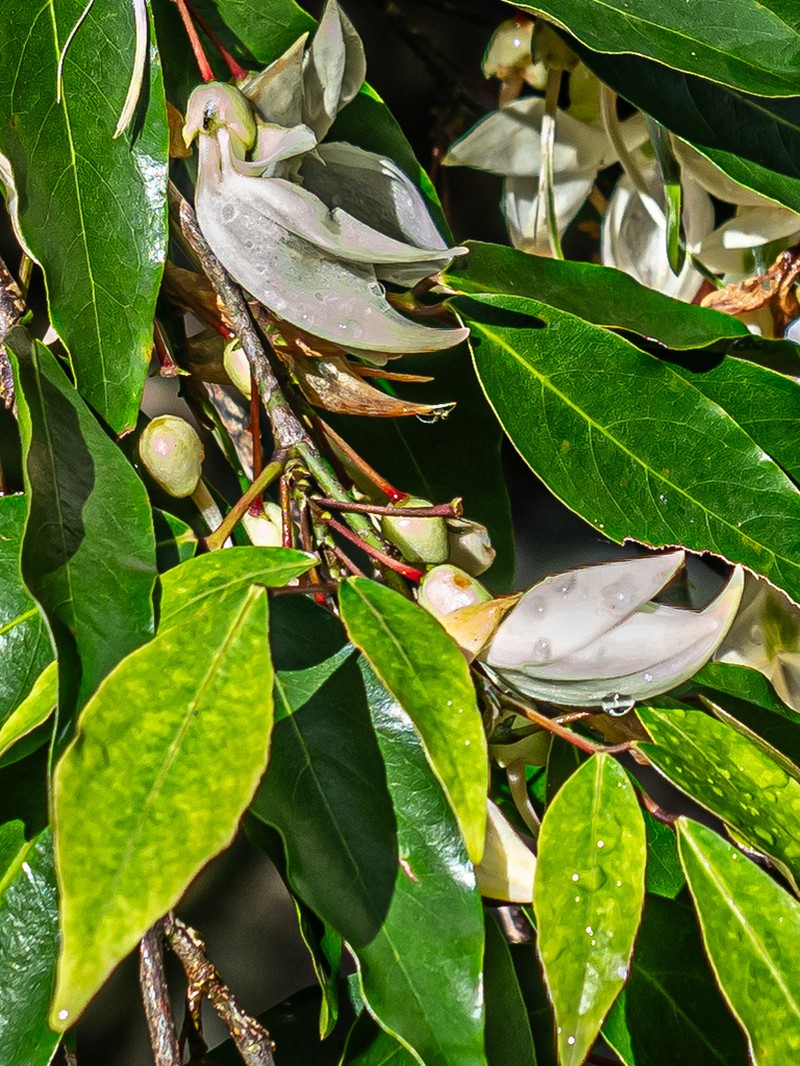 Arthroclianthus angustifolius photo 3